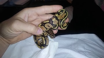 unboxing 2 new ball pythons