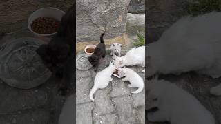 The mother cat and her kittens eating food