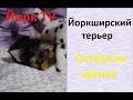 Йоркширский терьер. Оставили щенка 2 месяца,Покупки из зоомагазина.