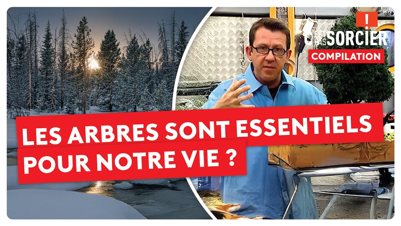 Pourquoi les arbres sont essentiels pour notre vie ? - C'est pas sorcier