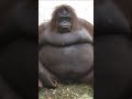 Big Black Monkey But Sped Up Or Just Other Version Meme Funny Animal Big Black Monkey But Sped Up Or Just Other Version Meme Funny Animal