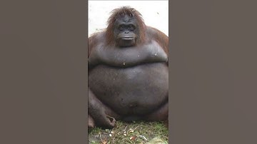 big black monkey but sped up or just other version 🐵🐵🐵🐵 #meme #funny #animal