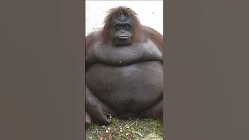 Big Black Monkey But Sped Up Or Just Other Version Meme Funny Animal 