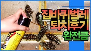 [퇴치후기] 엄청 큰 바퀴벌레를 퇴치했습니다 (일본바퀴)