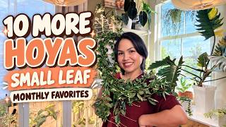 10 More Hoyas I'm Loving Right Now | Small Leaf Favorites 🌿