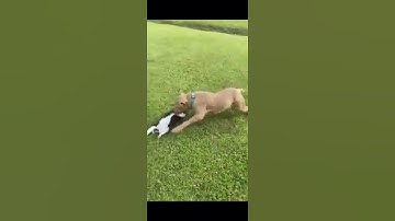 Dog catches Cat out the Sky in amazing video