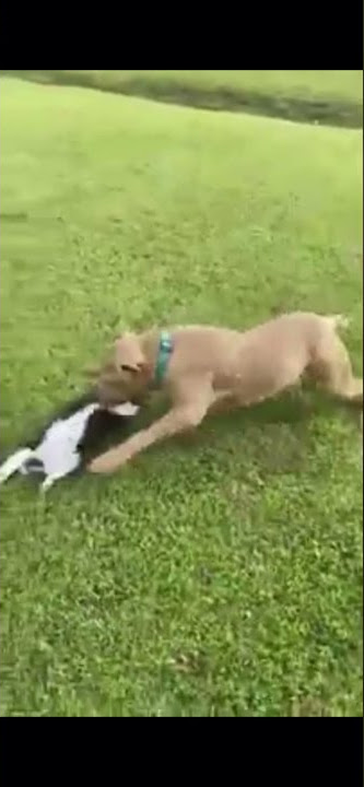 Dog catches Cat out the Sky in amazing video