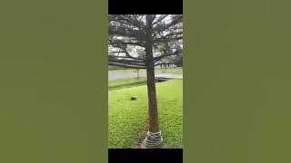 Dog catches Cat out the Sky in amazing video