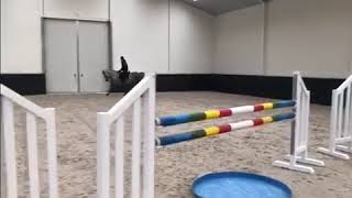 6 Yo Gelding Jumper Equi Horse Iceberg X Clinton For Sale