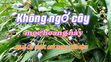 Không ngờ cây mọc hoang này lại là cây thuốc quý trong chữa bệnh