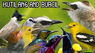 Suara Pikat Burung Kecil#Kutilang Dan Burcil