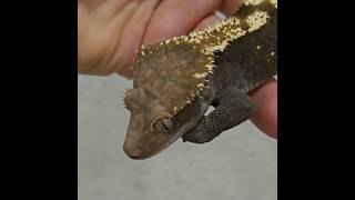 Sable 100het axanthic # morphotopia #crested #gecko #reptiles #sable
