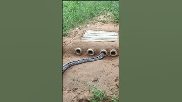 Saya Habiskan 30 Hari Menjebak Ular Kobra dengan Teknik Berburu Tradisional #kingcobra #ular