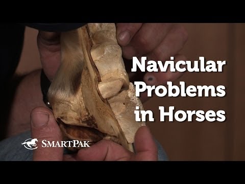 Navicular Problems in Horses