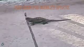 Preparing for Google's Next Algorithm Update