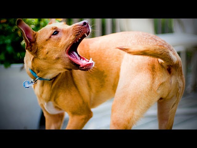 Funny Dogs Funny Stupid Dogs(Full) [Funny Pets]