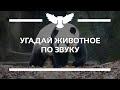 КВИЗ: УГАДАЙ ЖИВОТНОЕ ПО ЗВУКУ