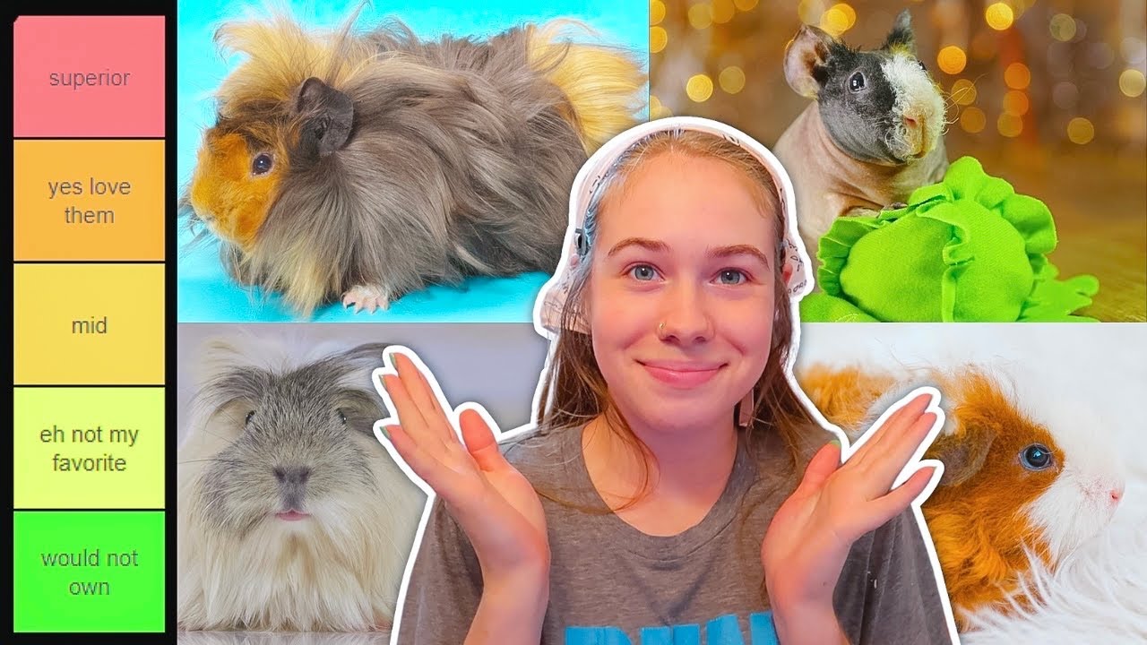 Ranking Guinea Pig Breeds! | Tier List