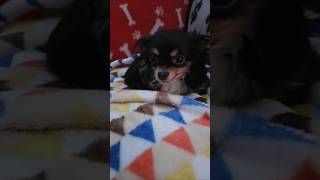 Download Lagu chi chi's whimsical warmth MP3