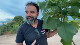 Download Lagu TENTAMOS UMA ESTRATEGIA... E DEU TUDO ERRADO! MP3