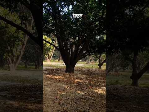 सुकून 90 के दशक का 🏞️💐#nature #village #90s #naturelovers #vlog