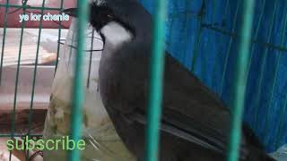 เสยงนก Suabnoog Laumsab Dibtuajzoo