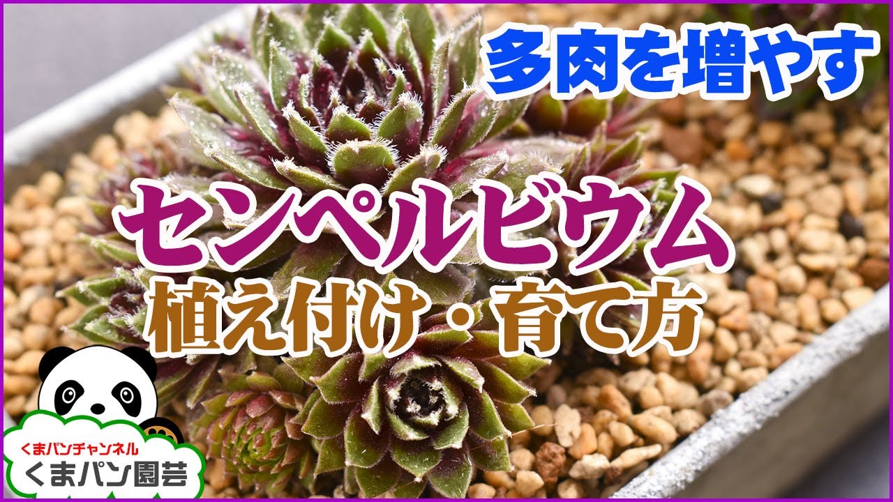 多肉植物 センペルビウムの植え付け 育て方 増やし方 くまパン園芸 Youtube