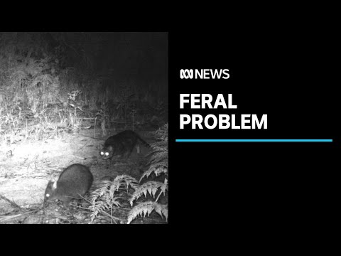 Videó: Feral Cat Meghalt A Pestisben Új-Mexikóban