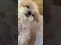 顔毛切ってます　#dog #シーズー