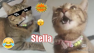 Stella having Fun 😄#i love My kitten 🐾🐾💖