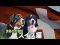 スイスの4犬種のマウンテンドッグ【世界の犬事情 】