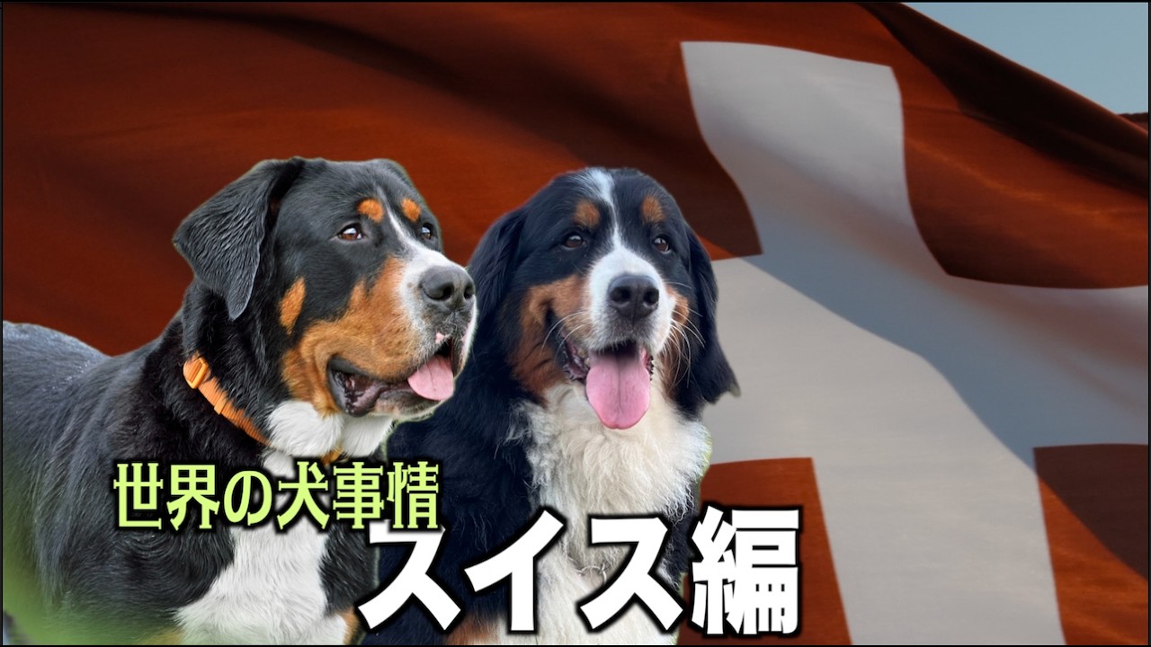 Four Swiss Mountain Dog Breeds [Dog Trends Around the World] - YouTube