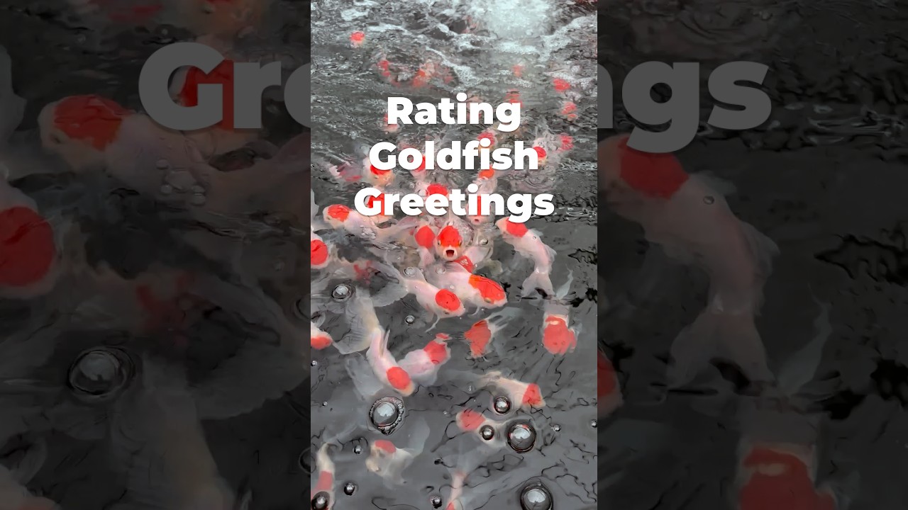 Rating Goldfish Greetings | NextDayKoi #goldfish #fishtank #animals #rating #fish #pond