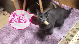 【ロシアンブルー】りずちゃんが好きな猫じゃらし。キャティーマンじゃれ猫 なちゅらるトーイ トリさん