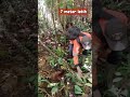 Ular piton di temukan warga panjan 7 meter 🤨#fypviralシ #viralvideo #fypシ゚viral