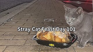 Stray Cat Feast Day 101 by SW 55 views 3 months ago 35 minutes