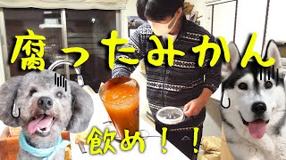 愛犬の顔がひきつった飼い主が作った悲しい100ジュースクッキングオサのつぶやき