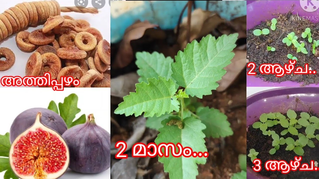 അറേബ്യൻ അത്തി നമുക്കും മുളപ്പിച്ചെടുക്കാം/How to grow fig from seed