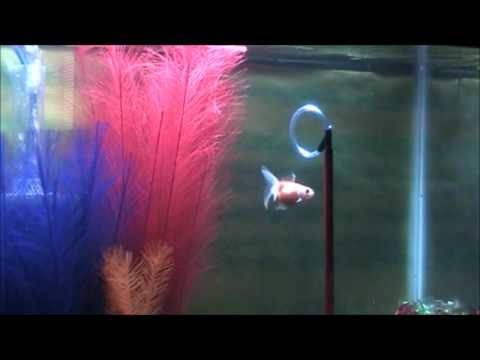 fisher argentina Delilah's hoop trick