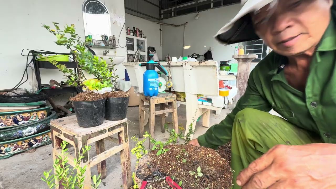 Tạo ra hài châu mi ni từ cây giong đẹp@