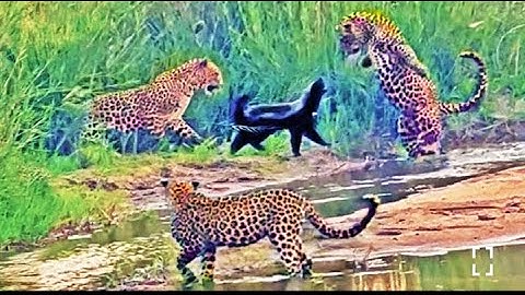 3 Leopards Have Epic Battle with Honey Badger