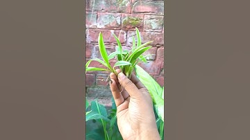 Coconut Cups 🥥🌱 reuse for plants 🪴 #shorts #youtubeshorts #gardeningtips #viralshorts #ytshorts