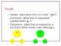 Genetics Vocabulary Foundations and Principles of Inheritance