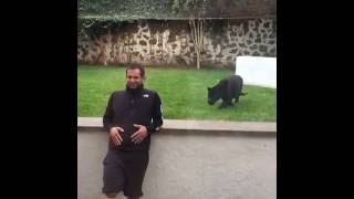 Watch this black panther pounce at his owner! | itimes