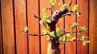 Overpotting a Pseudocydonia Sinensis Bonsai