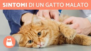 Come CAPIRE se il GATTO è MALATO?  (9 sintomi)