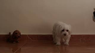 4K Scared cute domestic dogs, Scared dog barking. Maltese, little, small, white, breed of toy dog