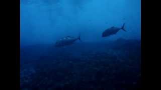 Molokini Ulua &amp; Baracuda