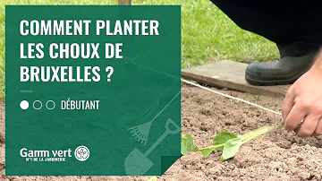 Comment planter des plants de choux de Bruxelles ?