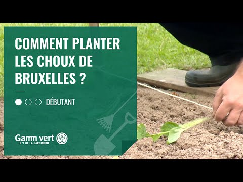 Vidéo: Comment poussent les choux de Bruxelles dans le jardin ?
